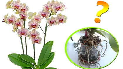 De ce ies rădăcinile orhideelor din ghiveci, de fapt. Ce e musai să faci când se întâmplă asta