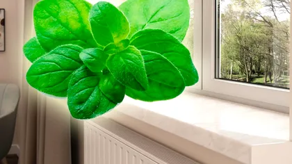 De ce să pui oregano pe pervaz. Așa vei scăpa de cea mai mare problemă în fiecare vară