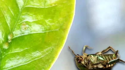 Plantele care alungă definitiv gândacii din casa ta. Unde să le așezi