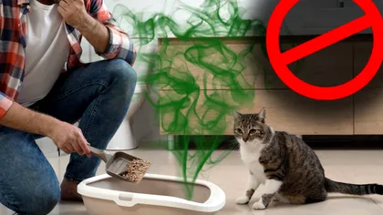 Secretele care te scapă de mirosul de urină al pisicii din casa ta. Totul se va schimba de acum