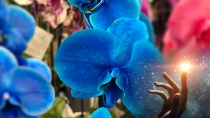 Semnificația spirituală a orhideelor albastre. Puțini oameni cunosc aceste lucruri