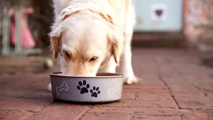 Alimentul care trebuie consumat de câini. Ce beneficii neștiute are