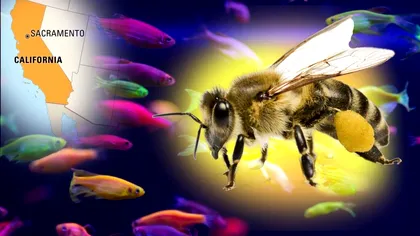 De ce albinele sunt pești în California. Un tribunal a dat cea mai bizară explicație