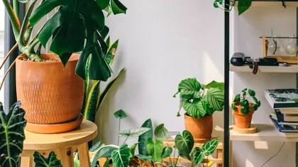Plantele nocive pe care mulți români le au în casă. Scapă imediat de ele, ce riscuri există