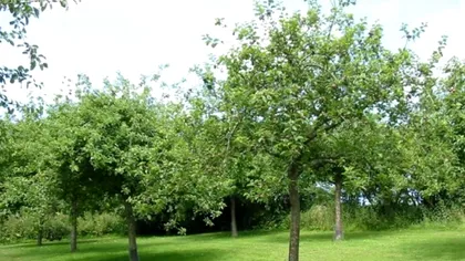 Mega-vedeta TV care a renunțat la București pentru viața la țară. Cine s-a apucat de plantat pomi fructiferi