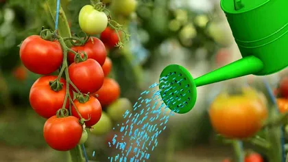 Cu ce să stropești roșiile ca să crească mari și suculente. Așa vei avea o recoltă bogată