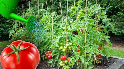 Cu ce să stropești roșiile pe timp de secetă. Așa le vei salva și vei obține o recoltă bogată