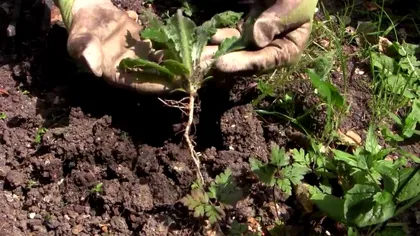 Cum scapi definitiv de buruienile din grădină. Metoda naturală care are efect imediat