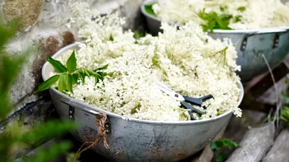 Dulceață din flori de soc, rețeta bunicii. Secretul pe care puține gospodine îl știu