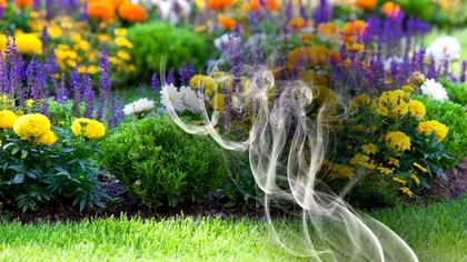 Floarea care îți va parfuma întreaga grădină. Are un miros special și foarte puternic