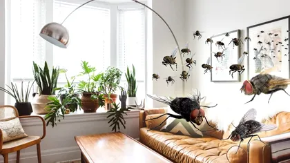 Planta neobișnuită care ține insectele departe de casa ta. Este și foarte parfumată