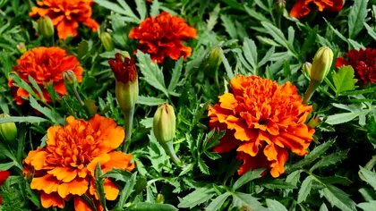 A turnat piper peste plantele din curte și a descoperit un truc incredibil. Ce s-a întâmplat în 60 de minute