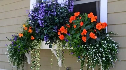 Cuburile de gheață pe care trebuie să le pui în ghiveciul cu flori. Cum se prepară amestecul corect