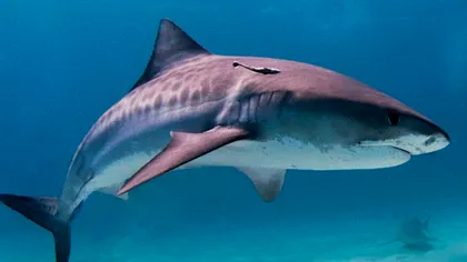 Motivul pentru care un rechin a ucis două femei în Egipt, descoperit abia acum. Care este explicația