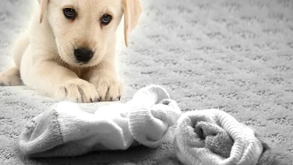 Câinele tău adulmecă șosetele murdare din casă? Explicația e neașteptată