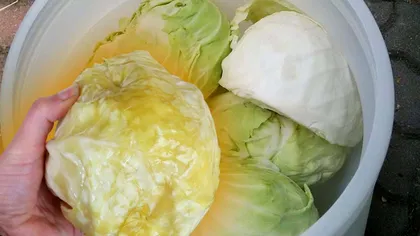 Ce trebuie să faci cu varza înainte de a o pune în butoi la murat. Este esenţial pentru a rămâne crocantă toată iarna