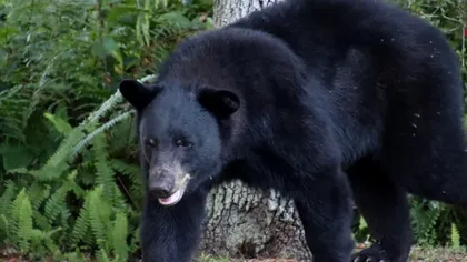 Cum ţii un urs departe de casă sau curtea ta. Secretele specialiştilor, dezvăluite