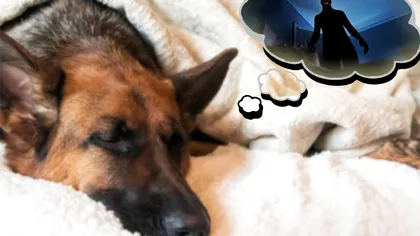 De ce nu ar trebui să trezești niciodată câinele când are coșmaruri. Pericolul uriaș la care îl expui