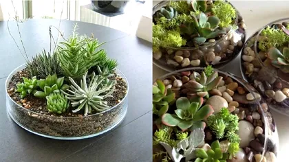 De ce să pui plantele din casă în vase de sticlă. Secretul știut de puțini oameni