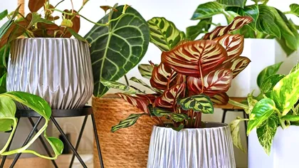 La ce trebuie să fii atent când cumperi plante în ghiveci. Semnul care îți arată că se vor ofili imediat