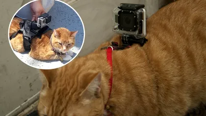 A montat o cameră de filmare pe propria pisică și a rămas mut de uimire. Imaginile surprinse dezvăluie ce fac felinele când nu le vedem