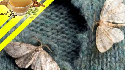 Fructul care te scapă definitiv de molii. Ce să folosești în casa ta