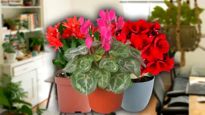 Plante de apartament care au flori tot anul. Sunt uşor de întreţinut, dar spectaculoase
