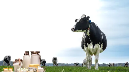 Laptele se scumpeşte în România. Este de neconceput cât ar urma să coste caşcavalul până la finalul anului