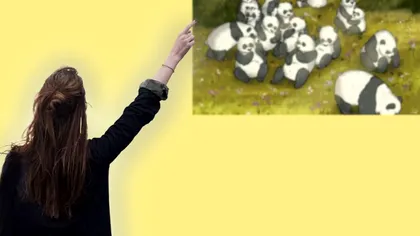 Testul de inteligență care este rezolvat de 15% dintre oameni. Care animal nu este un urs panda în imagine?