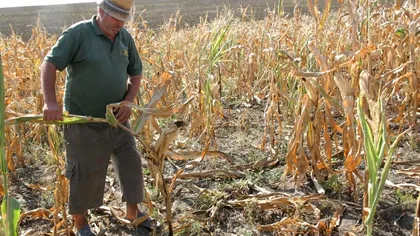 Plantele și legumele din România care au fost cele mai afectate de secetă. Urmează alte scumpiri?