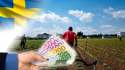Câți euro câștigă pentru o oră de muncă pe câmp un român plecat în Suedia: „12 ore pe zi, 6 zile pe săptămână!”