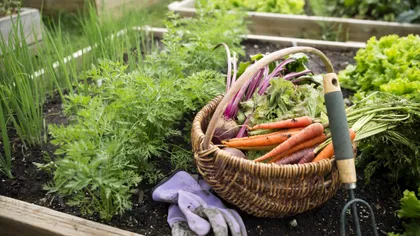 Ce se plantează în grădină în luna octombrie. Trucuri pentru a obține o recoltă bogată