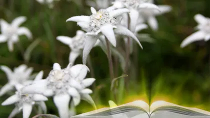 Ce semnificație are Floarea de colț. De ce este protejată prin lege și alte curiozități