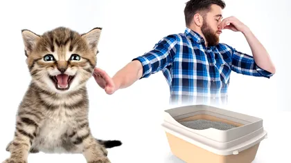 Cum scapi de mirosul de pisică din casă. Cu ce trebuie să speli litiera, de fapt