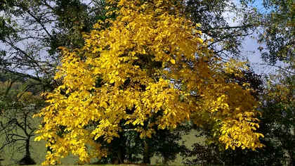 De ce nu este bine să stai sub nuc. Când poate deveni periculos acest copac, de fapt