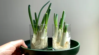 De ce să pui ceapa tăiată într-un pahar cu apă. Trucul genial pe care trebuie să-l încerci