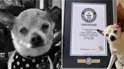 Pebbles, cel mai bătrân câine din lume, a murit la o vârstă pe care puține patrupede o ating