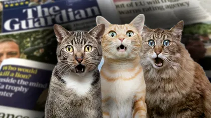 Pisica ta e mai receptivă decât crezi. Anunțul The Guardian dintr-un ultim studiu, ce poate observa imediat