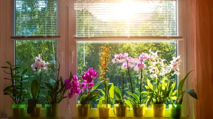 Planta de apartament de care trebuie să scapi repede. Te agită, te dă cu totul peste cap