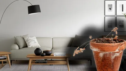 Toate plantele tale de apartament se usucă? Motivele banale care duc la asta. Ce trebuie să eviţi