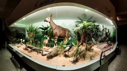 Muzeul Antipa oferă intrare gratuită mâine, 4 octombrie, pentru românii cu aceste nume