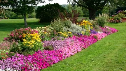 Plantele care sunt înflorite tot anul, chiar și iarna. Sunt o bucurie pentru grădina ta
