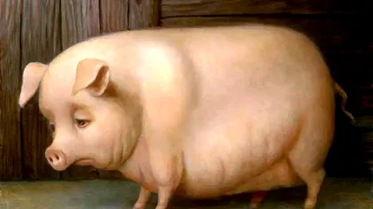 Carnea de porc, pe cale de dispariție în România. Care este cauza și ce pericol ne așteaptă