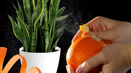 A pus cojile de portocală în ghiveciul cu flori și a descoperit un truc genial. Ce s-a întâmplat a doua zi