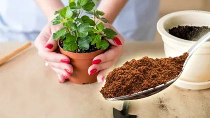 Amestecul pe care să-l pui în pământul florilor pentru a rezista la iarnă. Trebuie să-l încerci