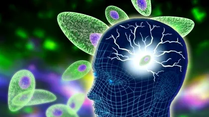 Parazitul pe care jumătate dintre oameni l-ar avea în creier. Ce se întâmplă dacă se activează