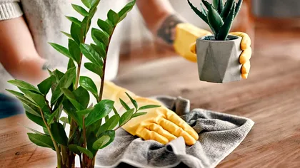 Planta de apartament care te scapă imediat de praf. Pune-o la fereastră, acolo îi merge cel mai bine!