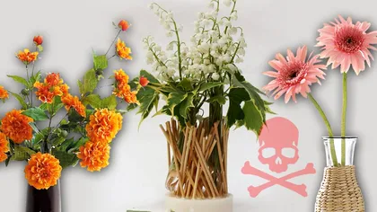 Plantele otrăvitoare din România pe care multe femei le țin în vaze. E periculos, nu mai face asta