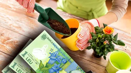 Produsul de 3 lei pe care să îl pui în ghiveciul plantelor. Aşa vor fi mereu înflorite şi cu frunze sănătoase