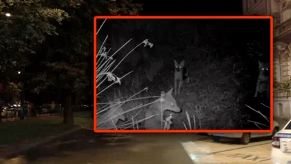 Zona din România unde oamenii nu mai ies după lăsarea întunericului. Animalele care i-au terorizat pe localnici